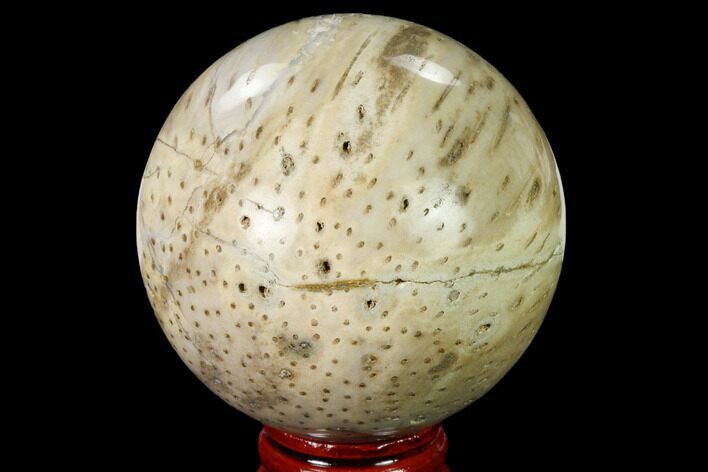 Polished Petrified Palmwood (Palmoxylon) Sphere #167623